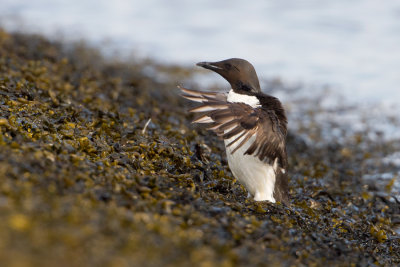 Brnnich's Murre - Kortbekzeekoet