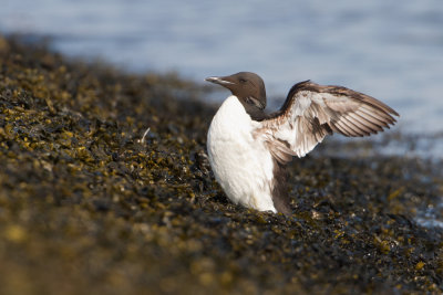 Brnnich's Murre - Kortbekzeekoet
