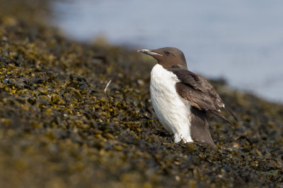Brnnich's Murre - Kortbekzeekoet