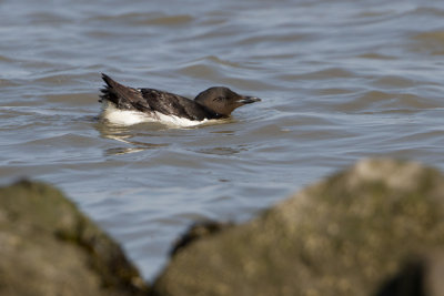 Brnnich's Murre - Kortbekzeekoet