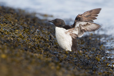 Brnnich's Murre - Kortbekzeekoet