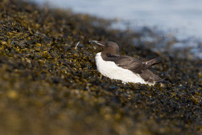 Brnnich's Murre - Kortbekzeekoet