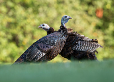 (Eastern) Wild Turkey - Kalkoen