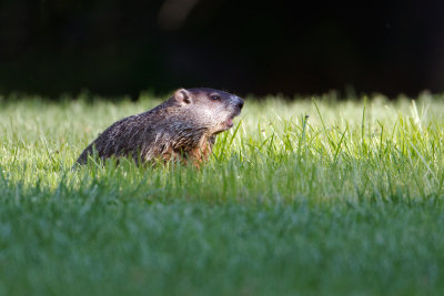 Groundhog - Bosmarmot