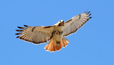 Red Tailed hawk - Water Row 3-17-11