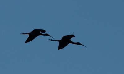 Glossy Ibis