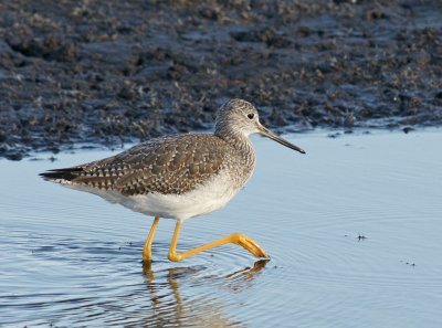 Greater Yellow Legs