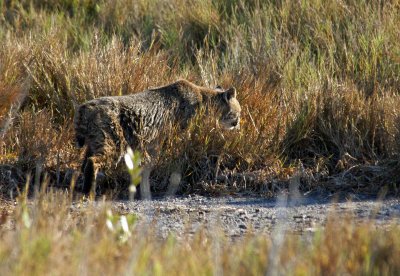 Bobcat