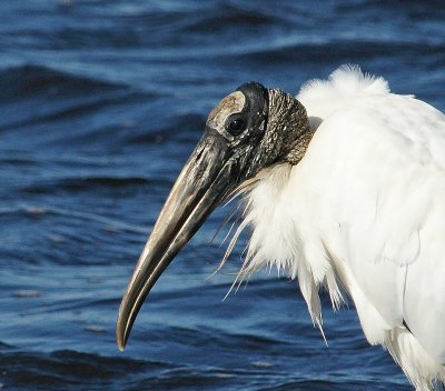 Woodstork