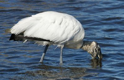 Woodstork