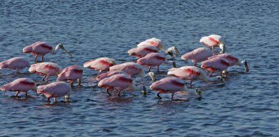 Spoonbills feeding