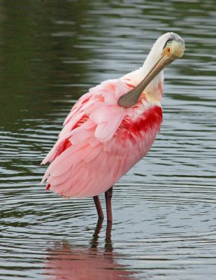 Roseate Sponbill Preening