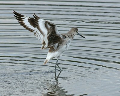 Willet