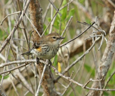 Yellow Rumped Warbler?
