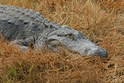 Alligator