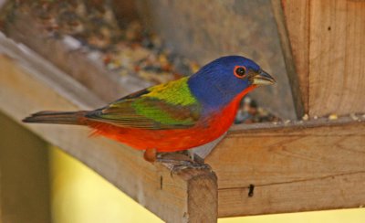 Male Painted Bunting at visitor center feeder