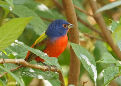 Painted bunting