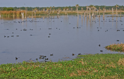 Overview of part of Viera wetlands