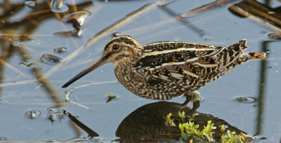 Snipe