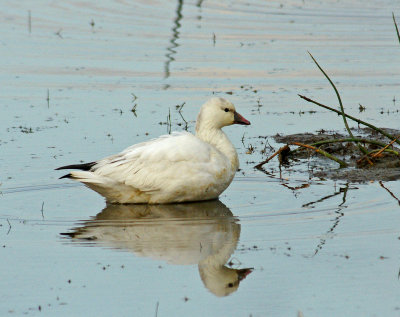 Ross's goose- rare here we were told