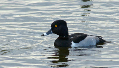 Ring Neck Duck