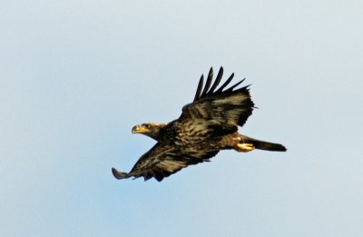 Immature Eagle- cropped