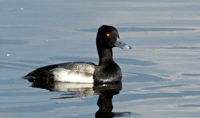 Greater Scaup