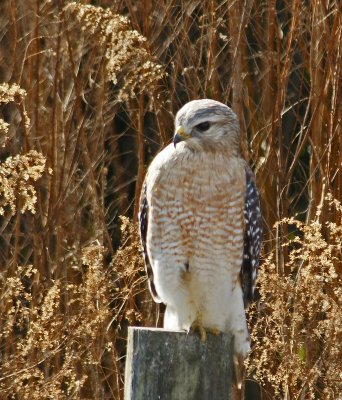 Red shouldered Hawk