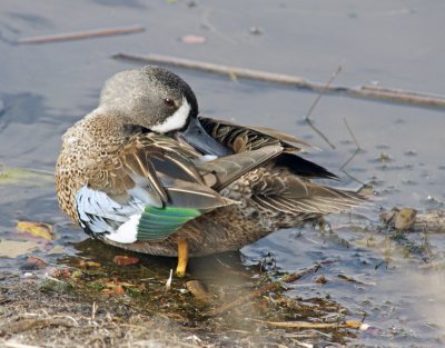 Blue Wing Teal