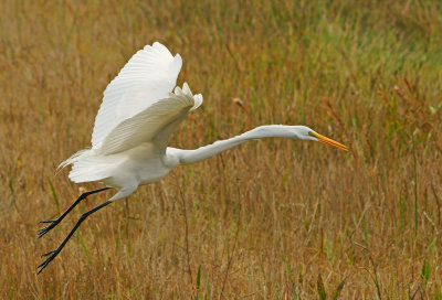Great Egret coming in for a landing