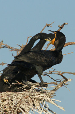 Cormorant feeding young