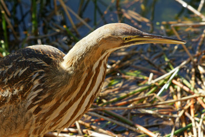 American Bittern