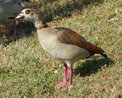 Egytian Goose