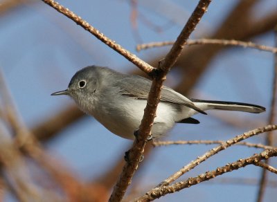 Blue-Gray Gnat Catcher