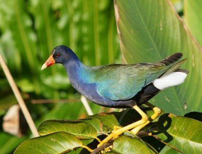 Purple Galinule