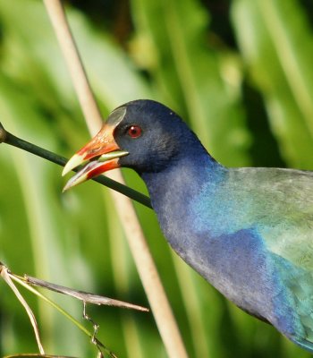 Purple Galinule with seed