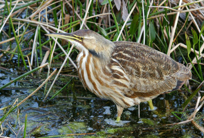 Bittern