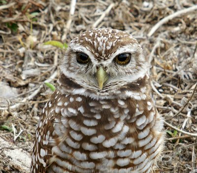 Immature owl - difference in eye color