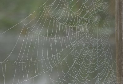 Spider web at shark valley