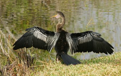 Anhinga drying its wings - Shark valley
