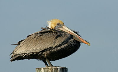 Pelican in Everglades City