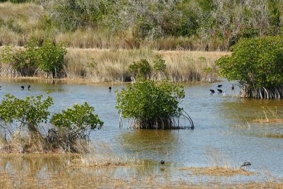 View in Everglades city