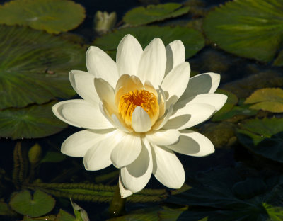 Water Lily - Garden