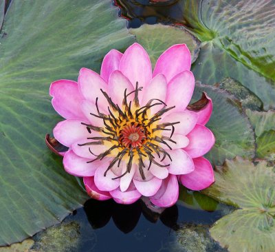 Flower - botanical  garden