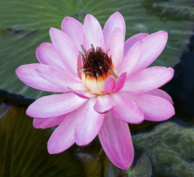 Flower - botanical  garden
