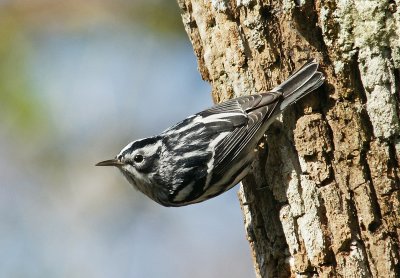 Black & White Warbler - Corkscrew Swamp Sanctuary
