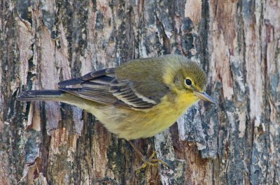 Pine Warbler - Corkscrew Swamp Sanctuary