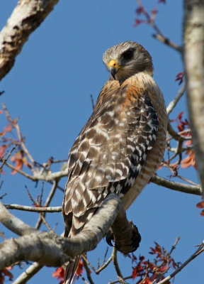Red Shouldered Hawk - Corkscrew