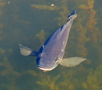 Fish - at park along Rt 41