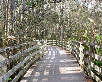 Boardwalk at Corkscrew Swamp Sanctuary